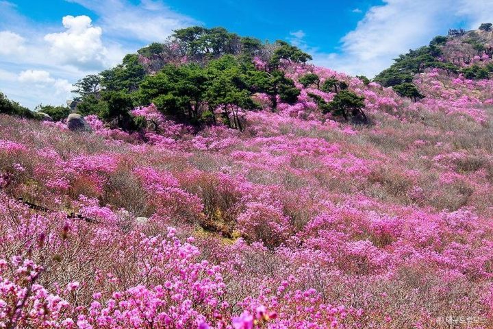 비슬산