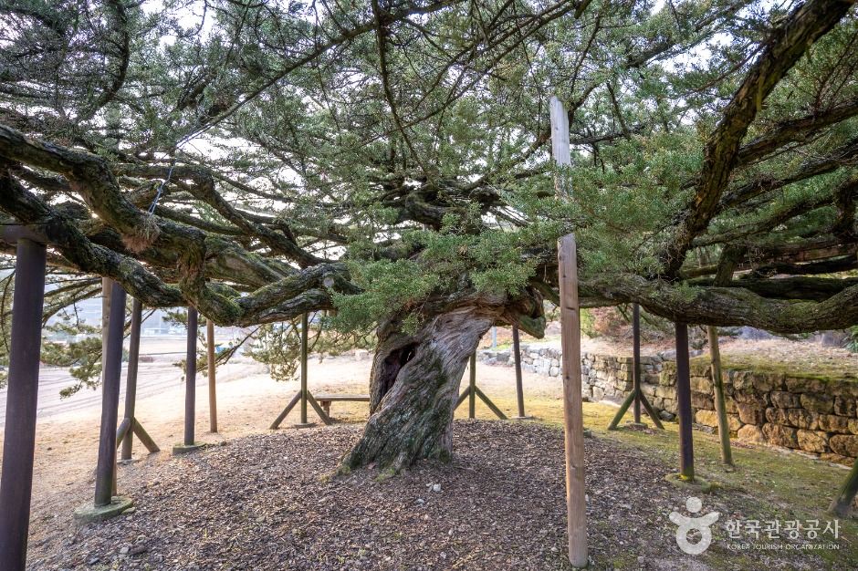 안동_안동 주하리 뚝향나무 (5)