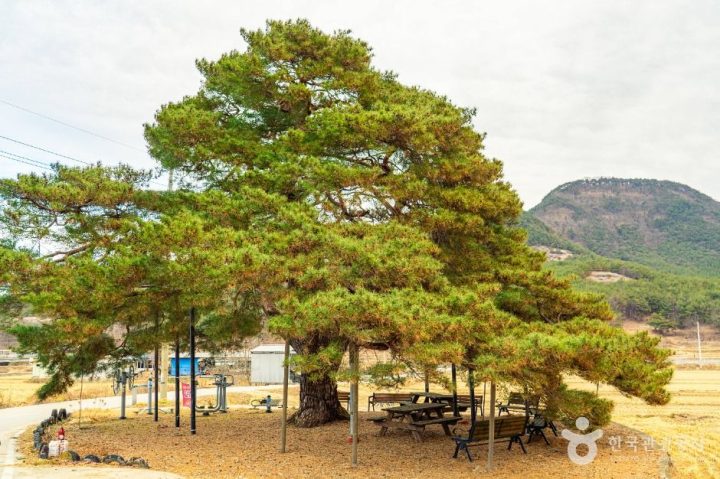 의성_의성 월소리 소나무 (1)