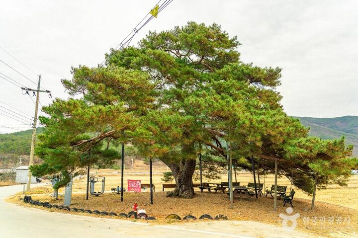 의성_의성 월소리 소나무 (2)