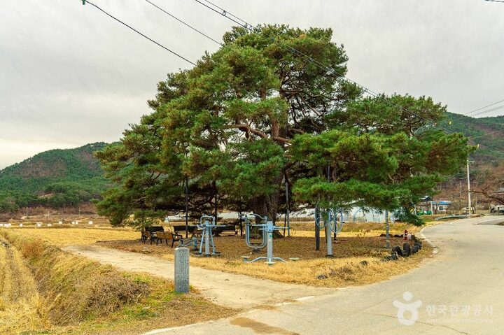 의성_의성 월소리 소나무 (4)