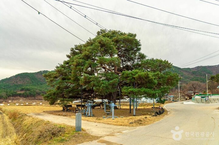 의성_의성 월소리 소나무 (5)