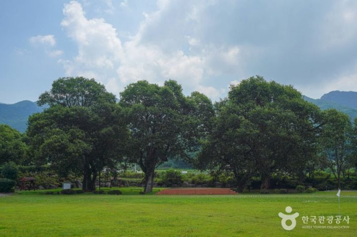 산청_산청 실매리 왕버드나무군(금포림) (1)