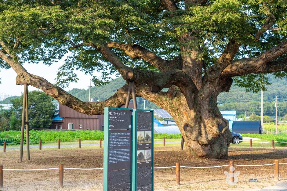서구_괴곡동 느티나무 (5)