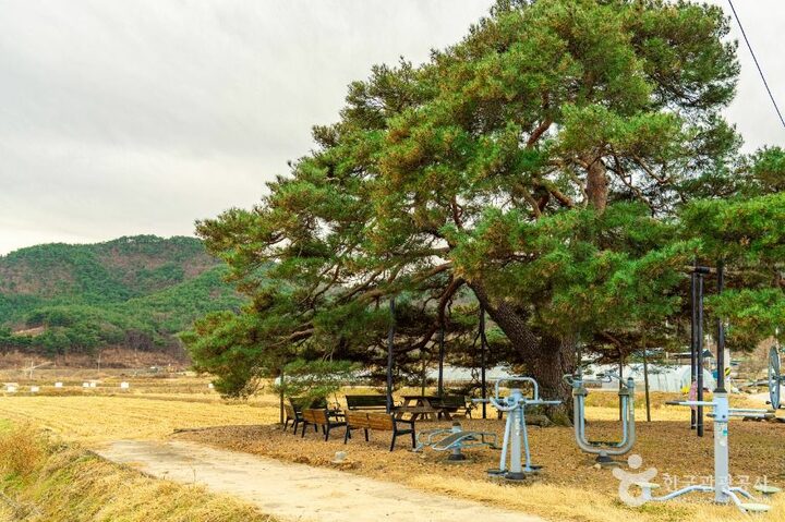 의성_의성 월소리 소나무 (6)
