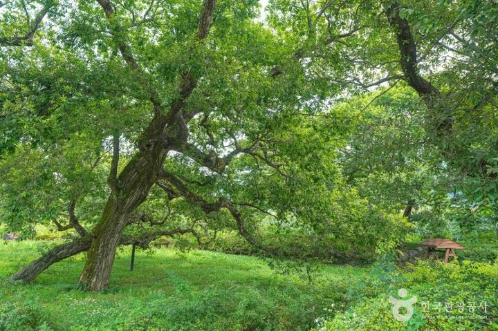산청_산청 실매리 왕버드나무군(금포림) (5)
