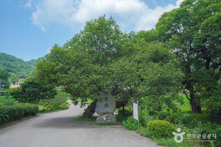 산청_산청 실매리 왕버드나무군(금포림) (6)
