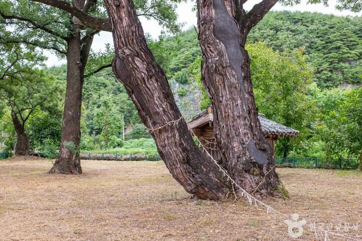 안동_안동 송사동 소태나무 (5)
