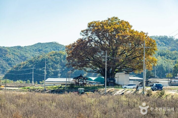안동_안동 사신리 느티나무 (2)