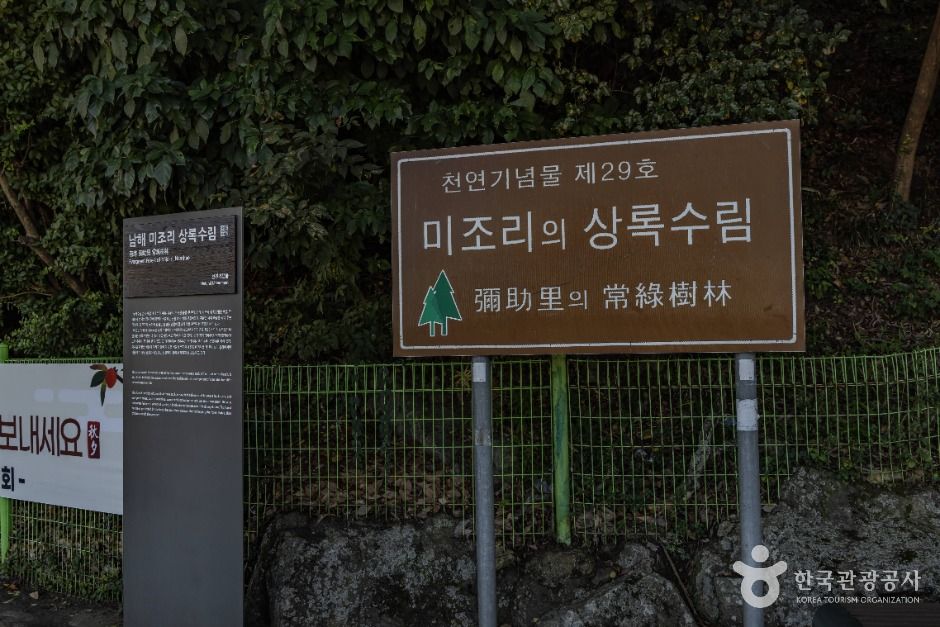 남해_남해 미조리 상록수림 (2)