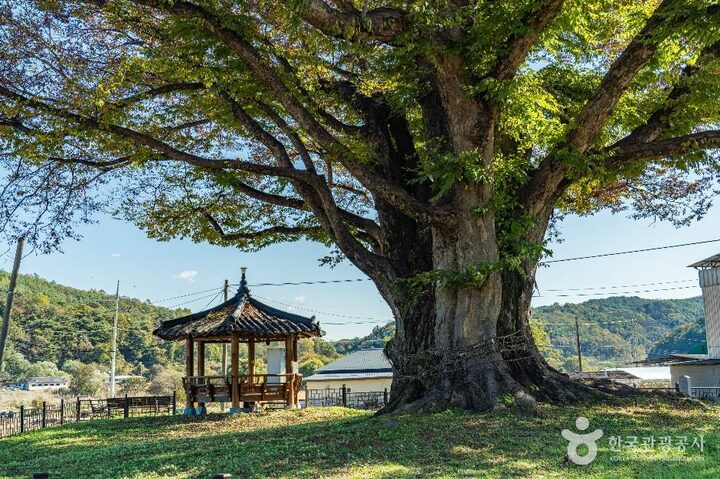 안동_안동 사신리 느티나무 (5)
