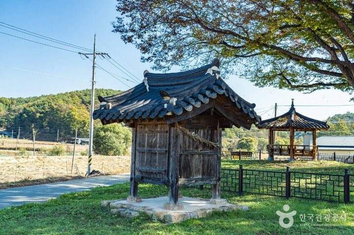 안동_안동 사신리 느티나무 (6)