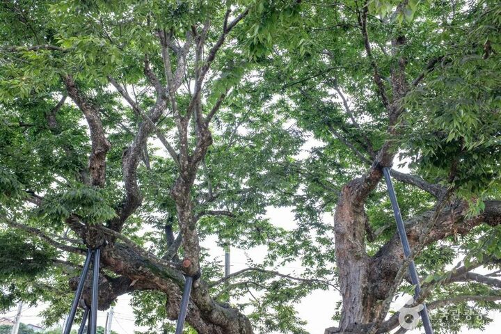 청송_청송 신기리 느티나무 (4)