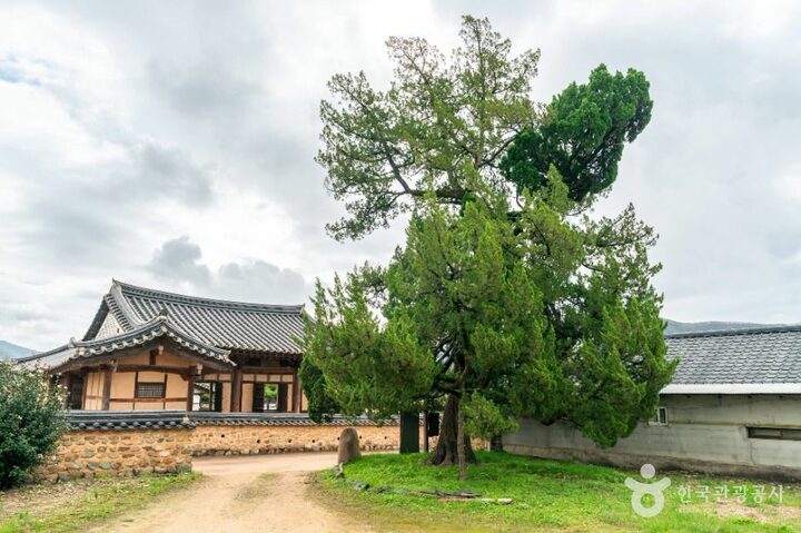 의성_의성 사촌리 향나무 (7)