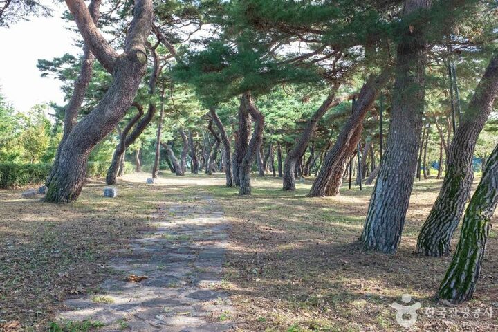 안동_백운정 (3)