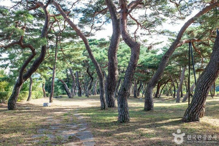 안동_백운정 (4)