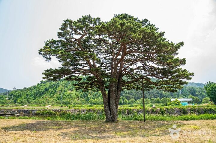 함양 목현리 구송