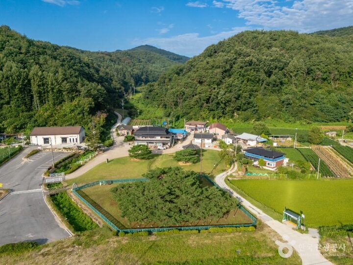 예천_예천 천향리 석송령 (1)