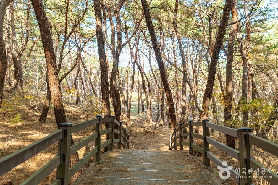 경주_경주 헌강왕릉 (1)
