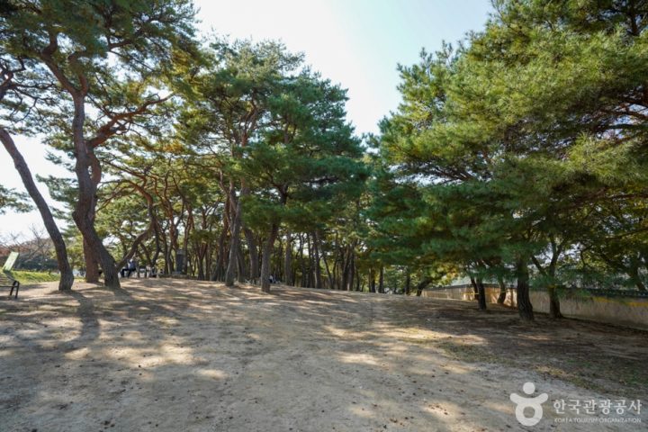 만송정 숲 (1)