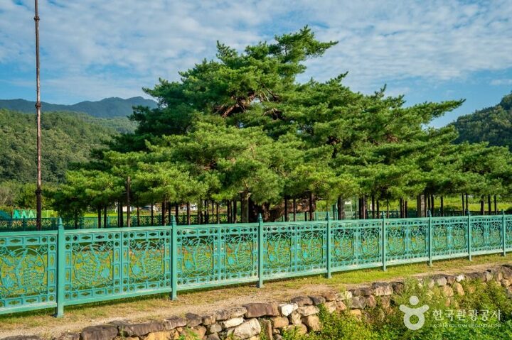 예천_예천 천향리 석송령 (4)