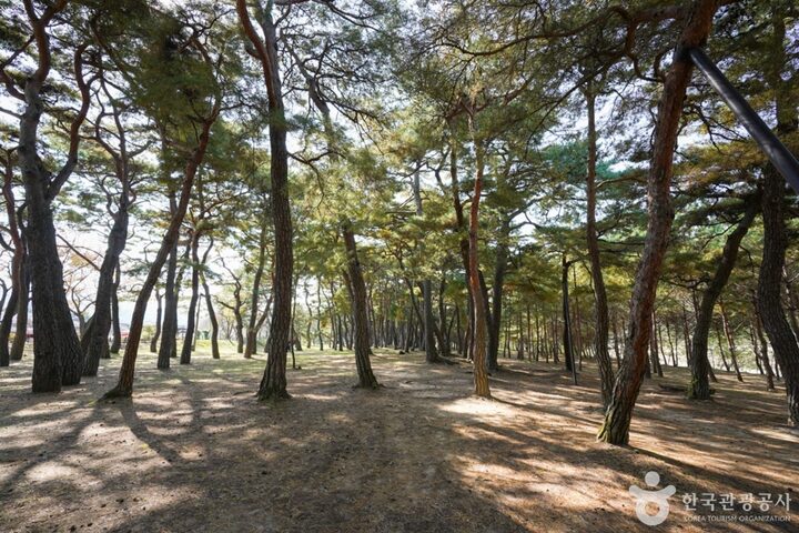 만송정 숲 (4)