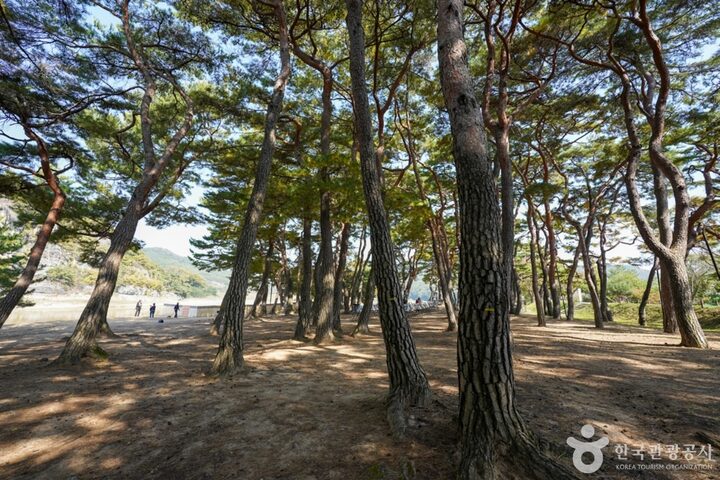 만송정 숲 (5)