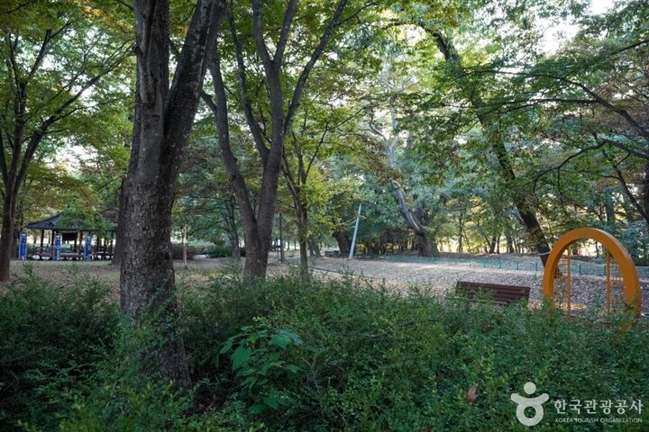 경북_의성_의성 사촌리 가로숲_15_e
