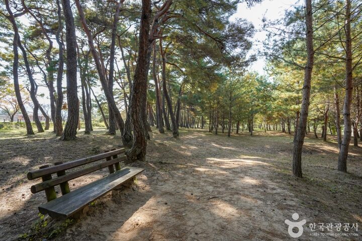 만송정 숲 (9)