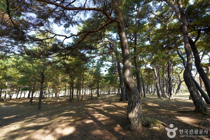 만송정 숲 (11)