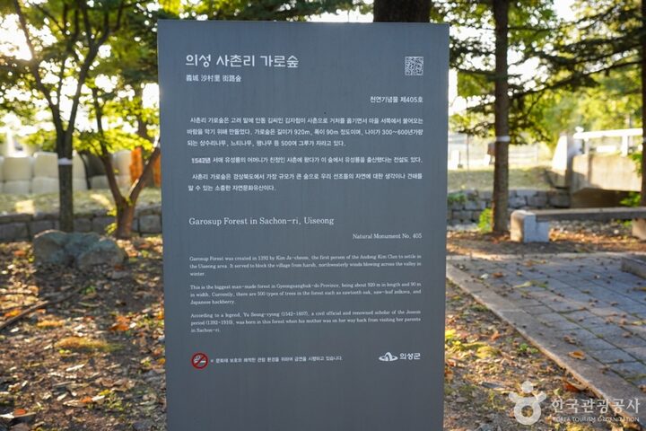 경북_의성_의성 사촌리 가로숲_20_e
