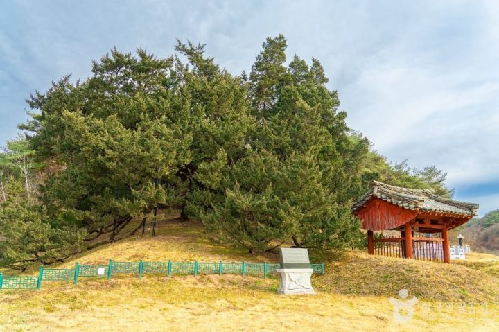 청송_청송 장전리 향나무 (1)
