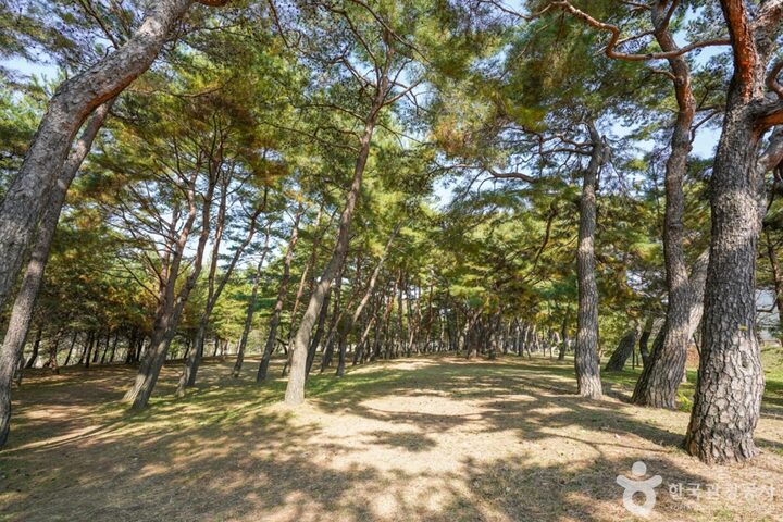 만송정 숲 (12)