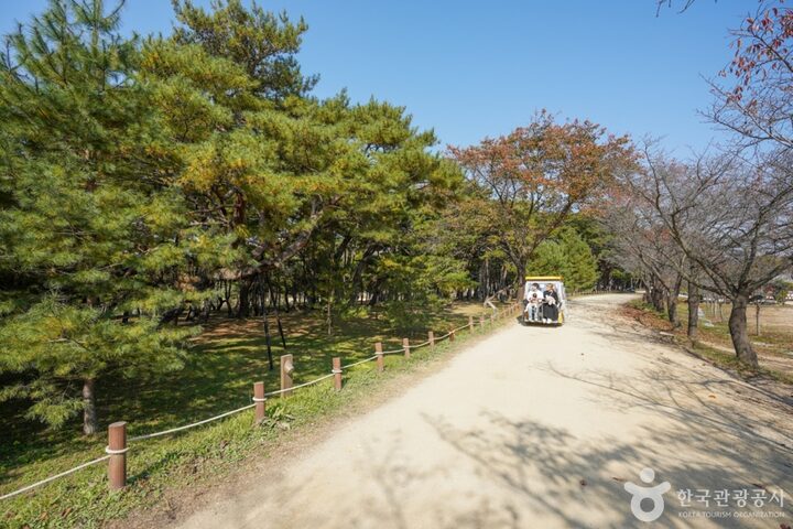 만송정 숲 (13)