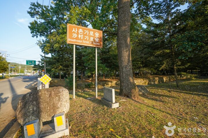 경북_의성_의성 사촌리 가로숲_22_e