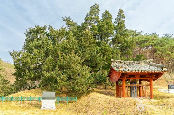 청송_청송 장전리 향나무 (3)