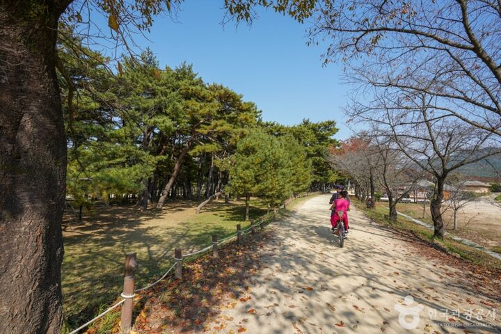 만송정 숲 (14)