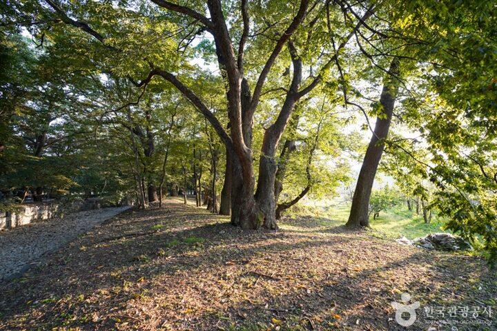 경북_의성_의성 사촌리 가로숲_23_e