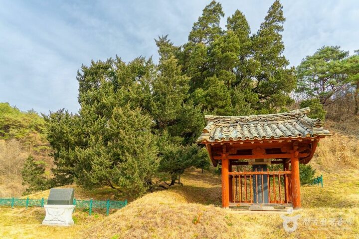 청송_청송 장전리 향나무 (4)
