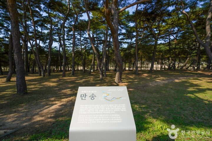 만송정 숲 (15)