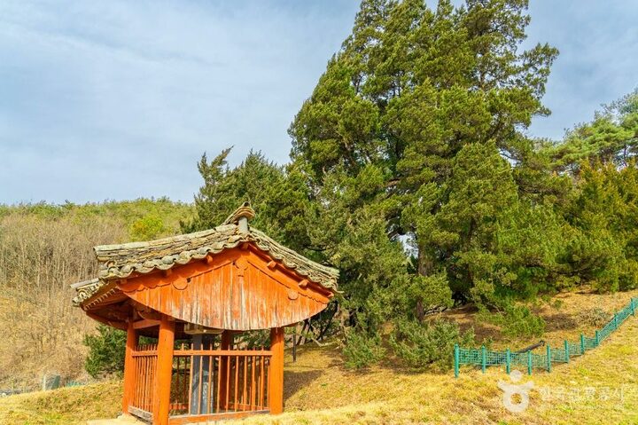 청송_청송 장전리 향나무 (6)