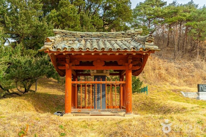 청송_청송 장전리 향나무 (8)