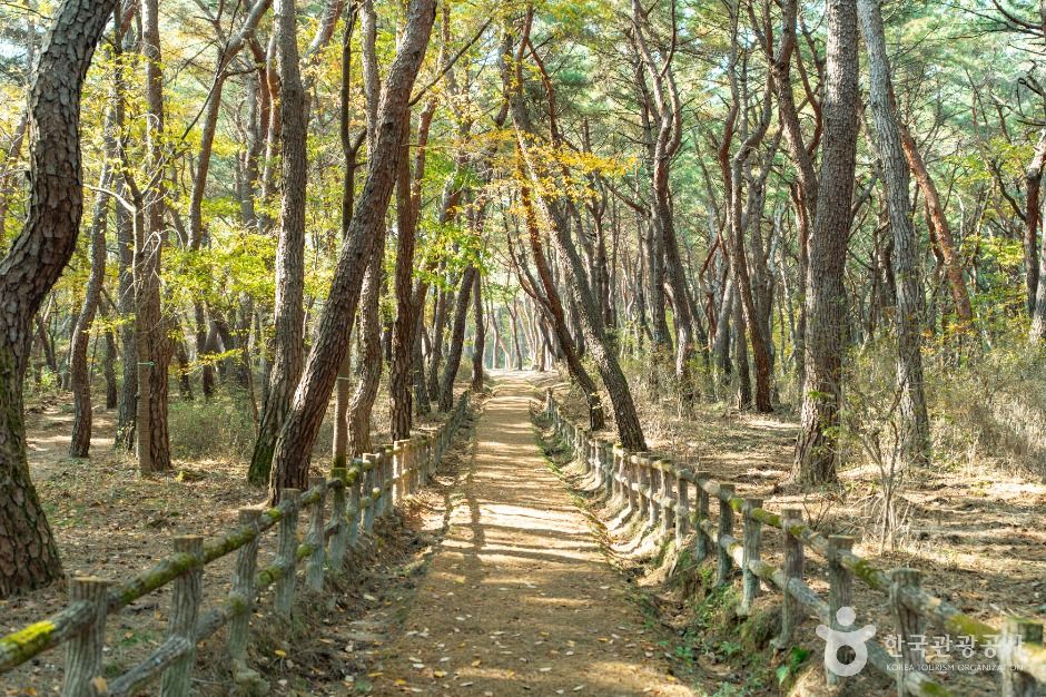 경주_경주 정강왕릉 (1)
