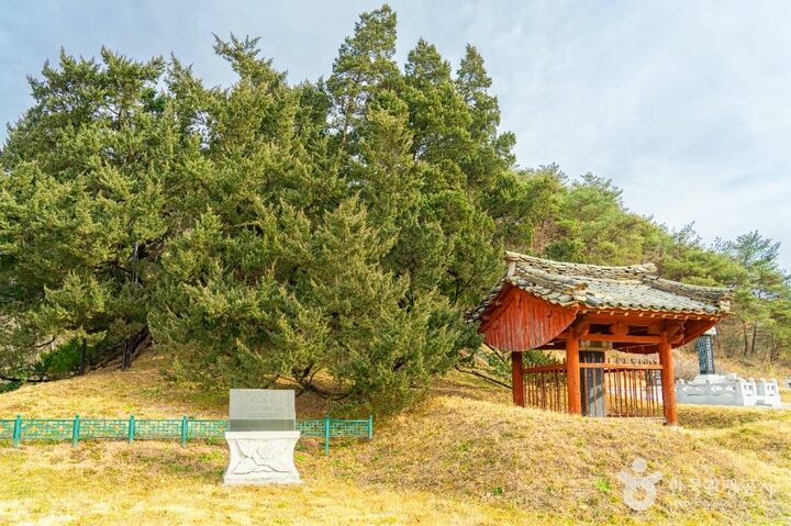 청송_청송 장전리 향나무 (9)