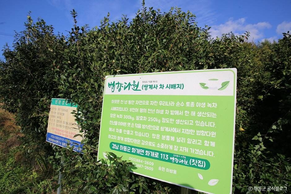 하동_쌍계사차나무시배지 (4)