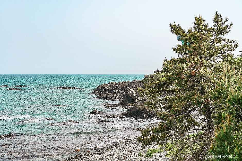 경주_경주 양남 주상절리군 (5).jpg