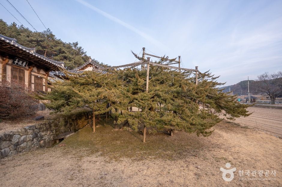안동_안동 주하리 뚝향나무 (1)