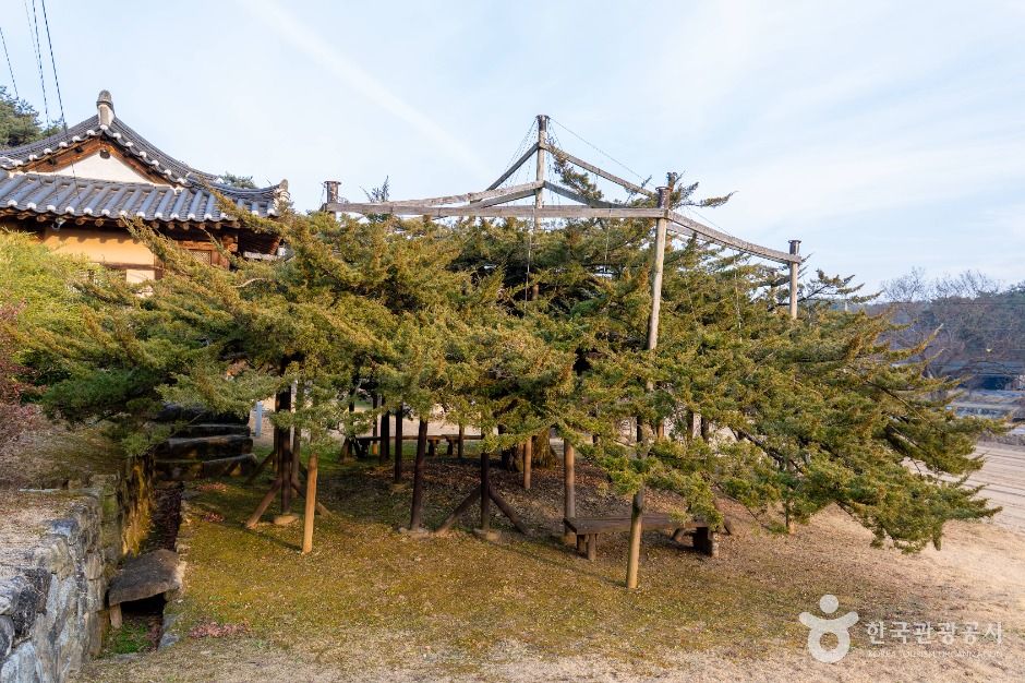 안동_안동 주하리 뚝향나무 (2)