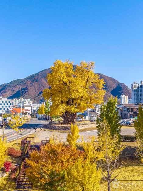 영월 하송리 은행나무