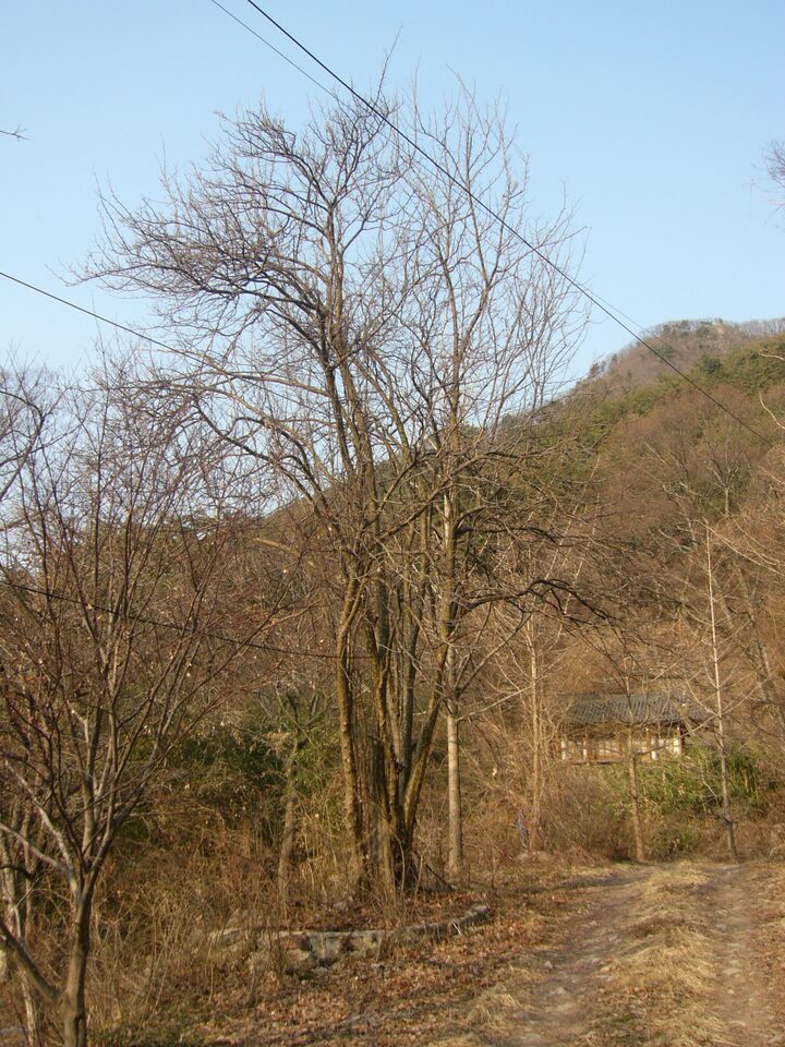 상월정 입구 모과나무